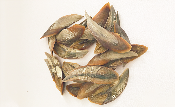 Hotsale Professional Design Dollar Operculum Conch - Seed (640x640), Png Download