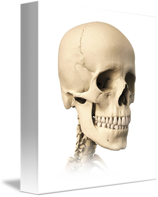 Anatomy Of By Stocktrek Images - Skeleton Face Side View (522x650), Png Download
