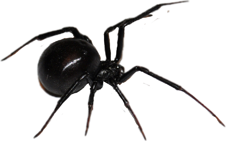 Black Widow Spider (767x480), Png Download