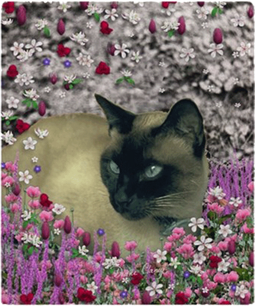 Stella Chocolate Point Siamese Cat In Flowers I Fleece - Stella Chocolate Point Siamese Fl Rectangle Magnet (699x699), Png Download