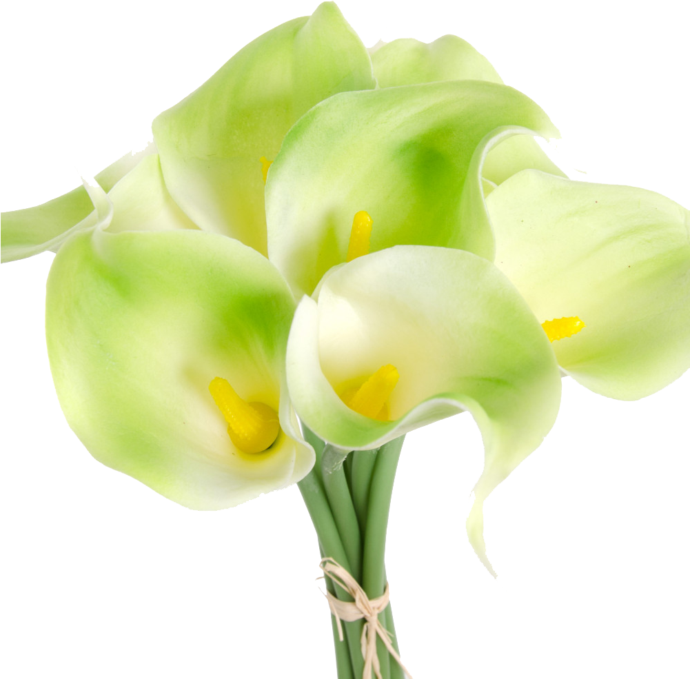 Arum-lily (1000x1000), Png Download