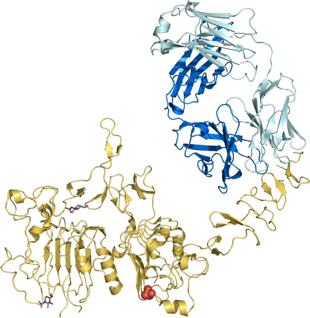 Trastuzumab Molecule (1200x1140), Png Download
