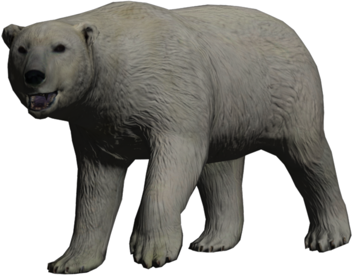 Polar Bear - Brown Bear (1024x768), Png Download