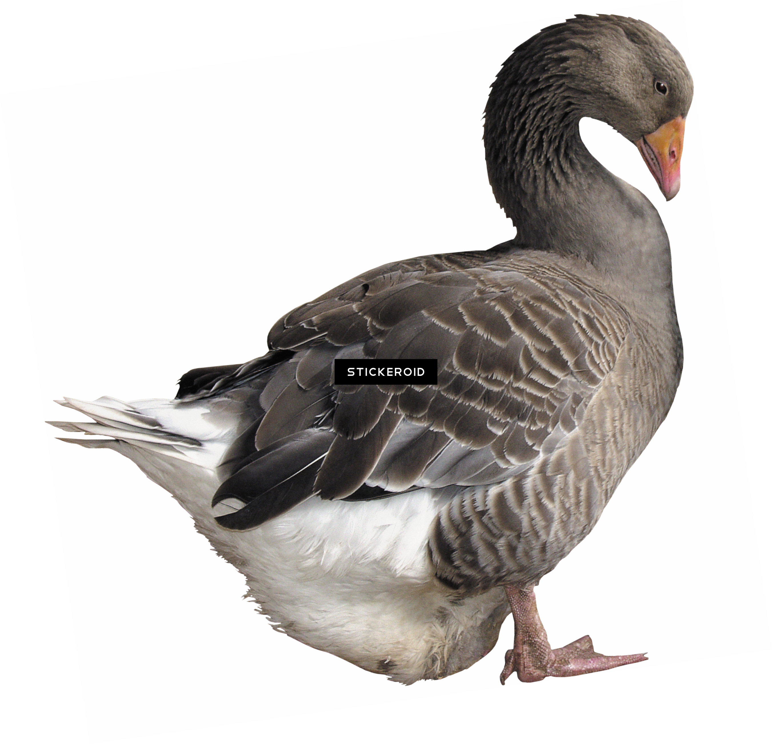 White Gooses Duck - Ördek Png (2702x2605), Png Download