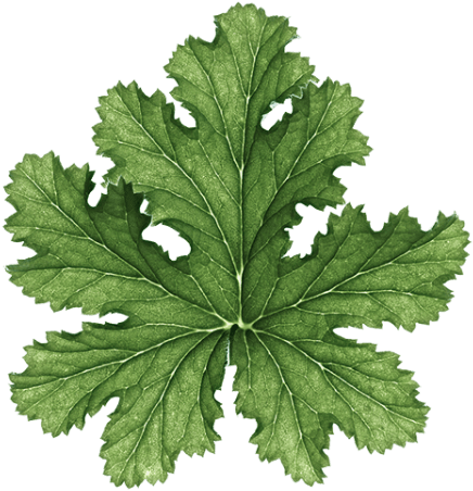 Geranium - Parsley (1200x675), Png Download