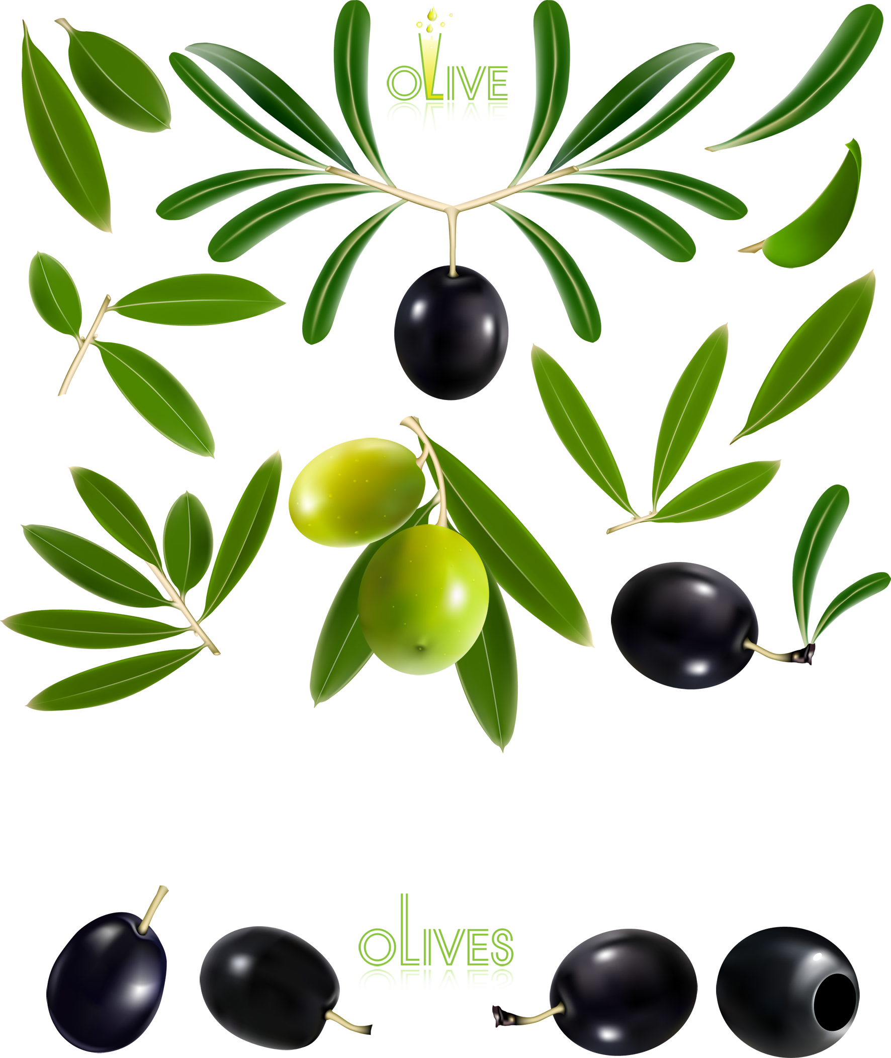 Oil Fine And - Olive Vector Free Download (1772x2103), Png Download