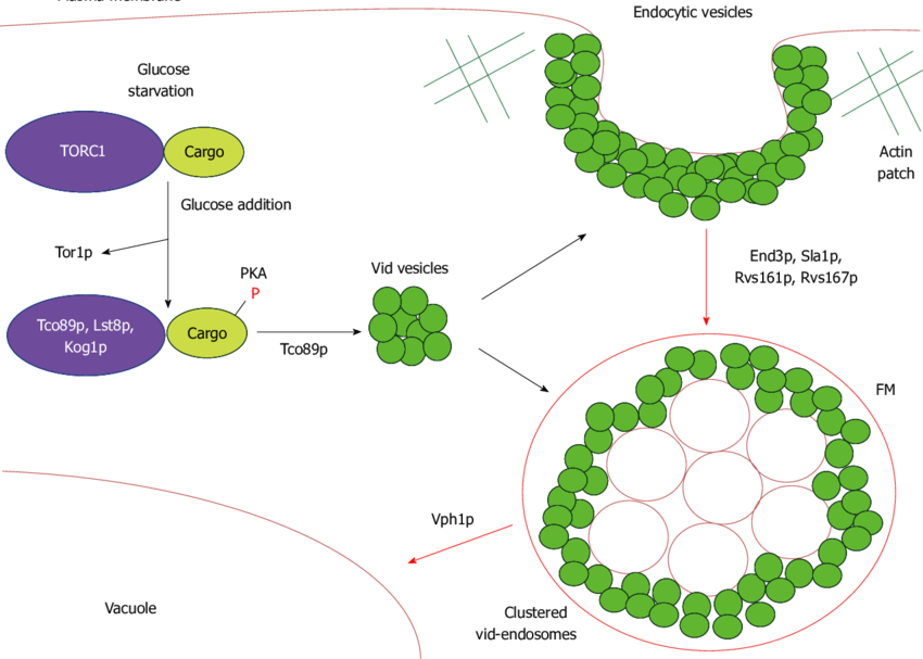 A Model For The Vacuole Import And Degradation Pathway - Gluconeogenesis (850x607), Png Download