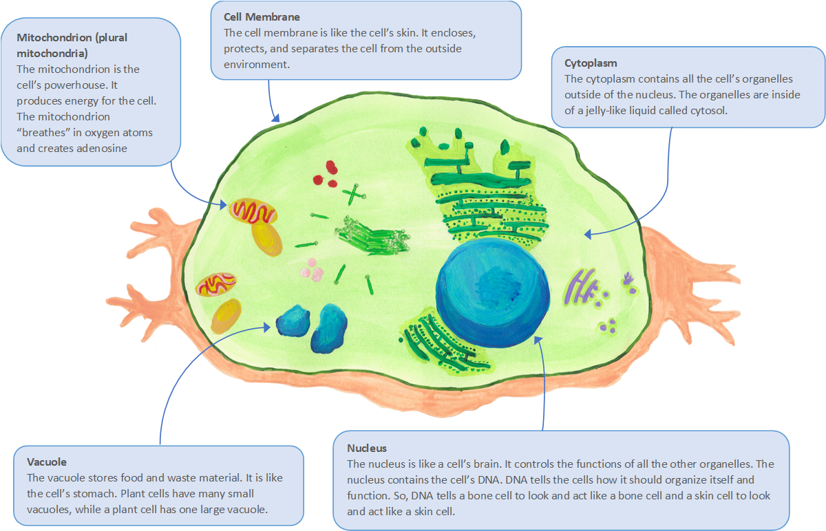 Cells And Tissues - Skin Cell And Organelles (1202x818), Png Download