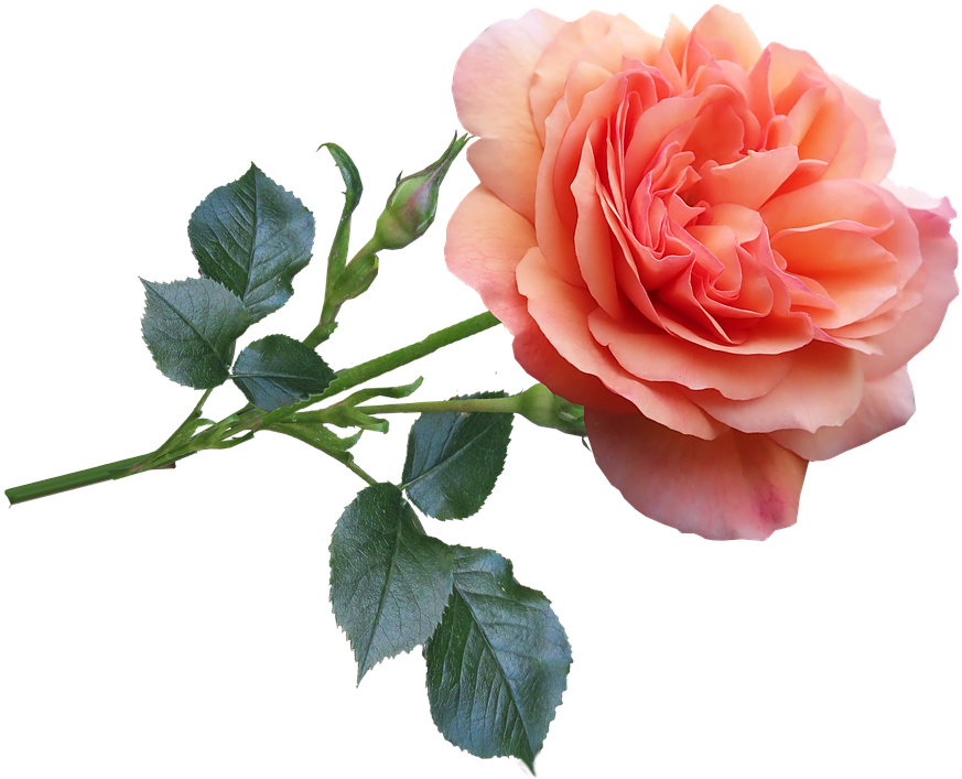 Rose, Flower, Garden, Bloom, Perfume, Nature - Good Morning Pink Rose Image Download (916x720), Png Download