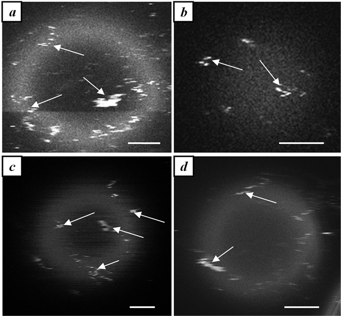 Zones Of Intensive Fluorescence In The Top Part Of - Monochrome (903x640), Png Download