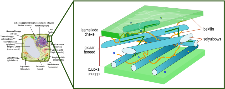 Vacuole Png (1024x410), Png Download