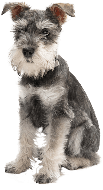 Miniature Schnauzer - Chiens De Petite Taille (500x691), Png Download