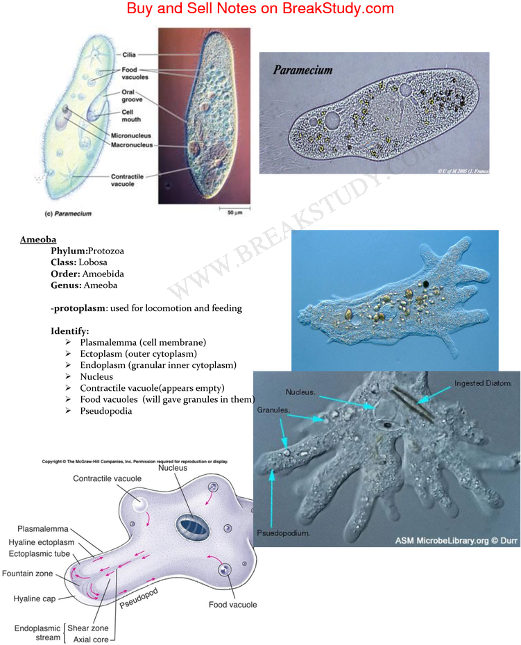 Biol 2030 Lab Exam Review - Test (750x970), Png Download