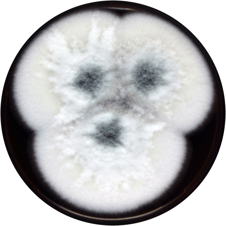 240 × 240 Pixels - Circle (768x768), Png Download