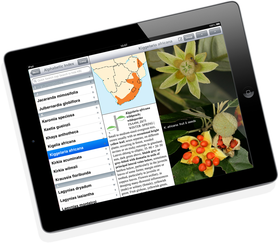 Common And Accessible Tree Species Found In The Southern - October (1000x862), Png Download