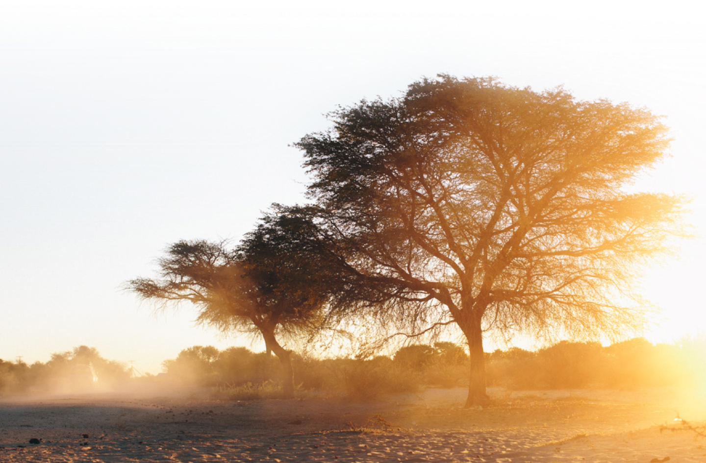 African Tree - Tree (1440x945), Png Download