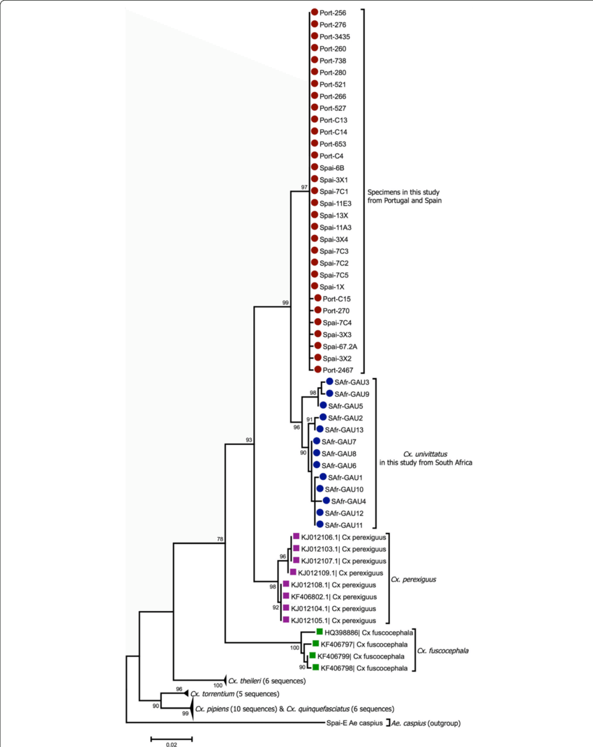 Phylogenetic Analysis By Maximum Likelihood - Diagram (850x1071), Png Download