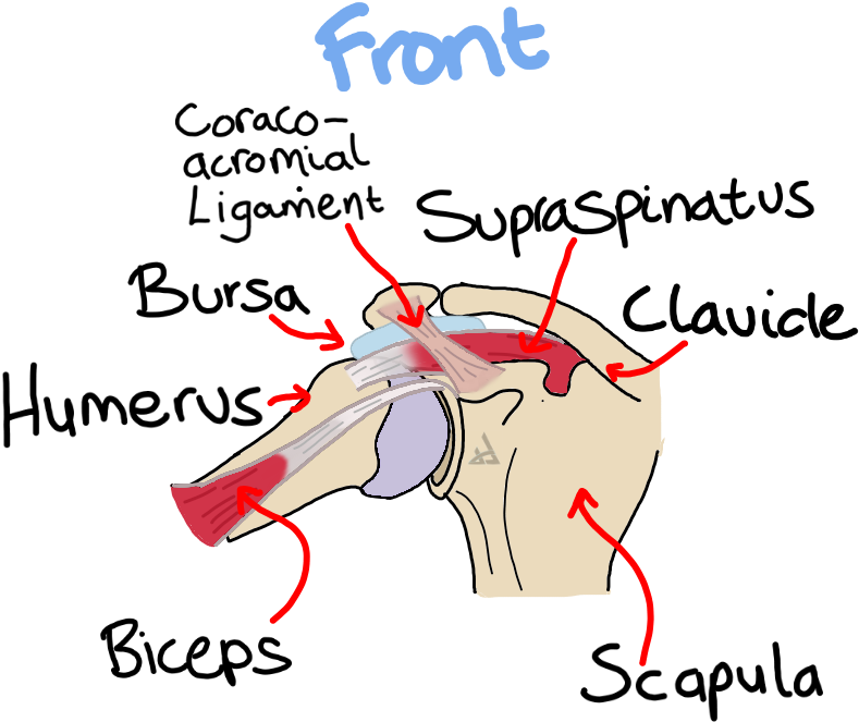 Anterior Shoulder Impingement Supraspinatus Biceps - Impingement Syndrome (800x800), Png Download
