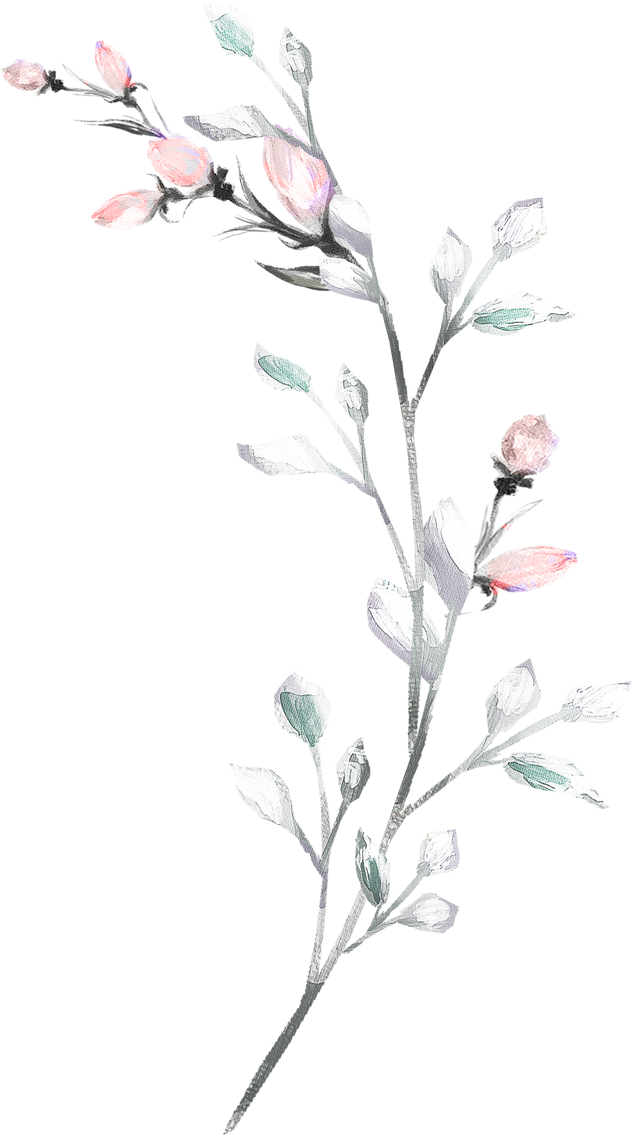 H927 - Flower (1885x2725), Png Download