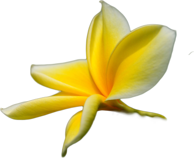 Tropical Flower Png Psd Detail - Tropical Flower Transparent Png (400x325), Png Download
