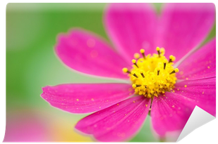 Garden Cosmos (400x400), Png Download