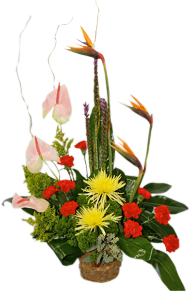 Elegant Tropical - Blazing Stars (600x600), Png Download