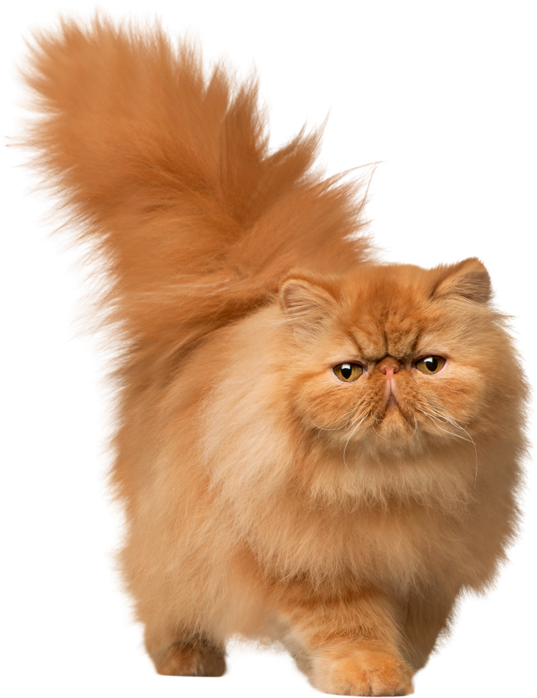 Cat Png Images - Transparent Background Cats Png (819x1024), Png Download