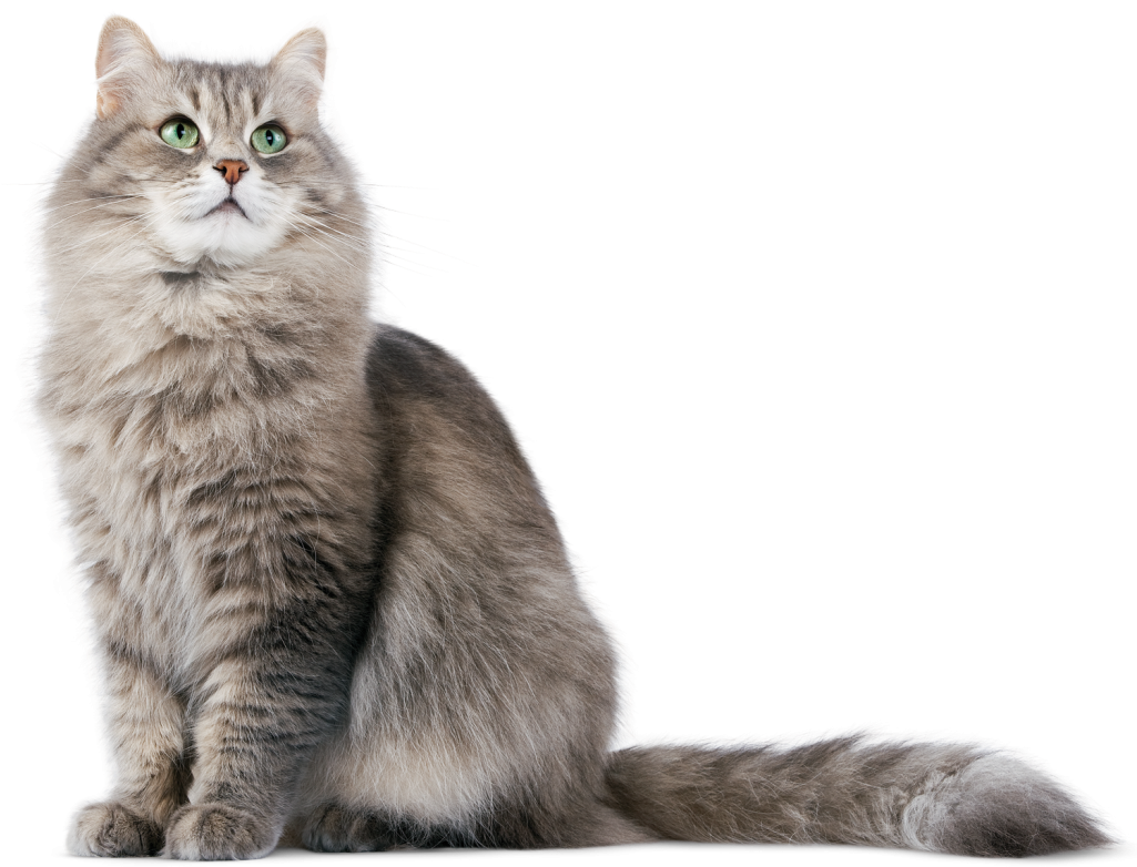 Cat Png Hd - Cat Png (1024x800), Png Download