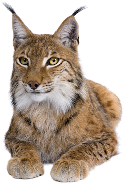 Lynx Png Transparent Images - Eurasian Lynx (316x400), Png Download
