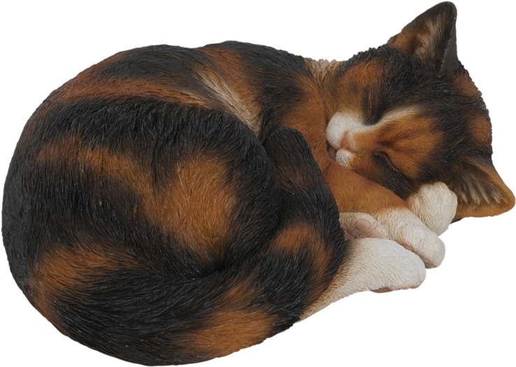 Vivid Sleeping Tortoiseshell Cat - Cat Sleeping Transparent (900x606), Png Download