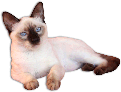 Traditional Siamese Kittens For Sale Applehead Siamese - Siamese Png (505x337), Png Download