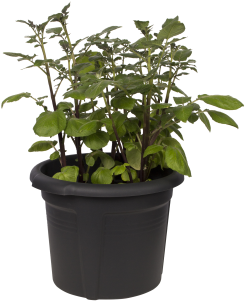 Gallery Image One - Elho Vaso Per Patate Green Basics 33cm Nero Vivo - (400x400), Png Download