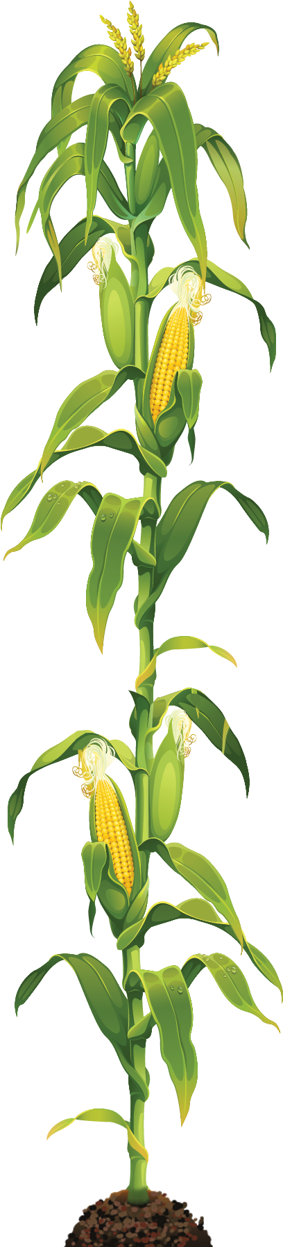 Corn Stalk Png - Transparent Corn Stalks Png (462x1829), Png Download