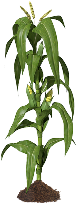 Photo Cornstalk Zpsf7tifewm - Corn Stalks Illustration (300x666), Png Download