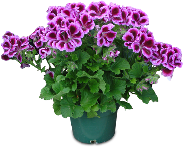 The Martha Washington Geranium Comes In A 6″ Pot Pk6 - Geraniums (378x378), Png Download