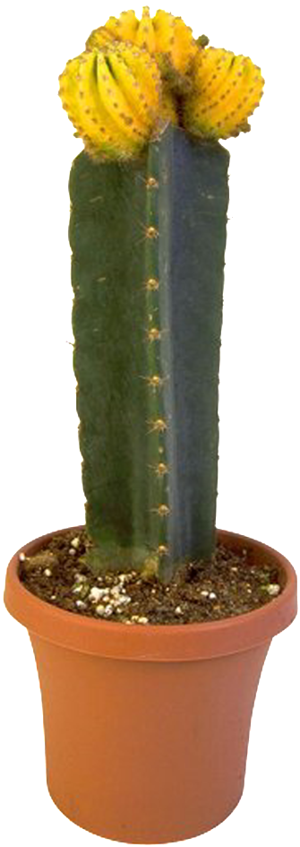 Hd Beautiful Potted Flower Pot Bonsai Png - Planta San Pedro (1024x1024), Png Download