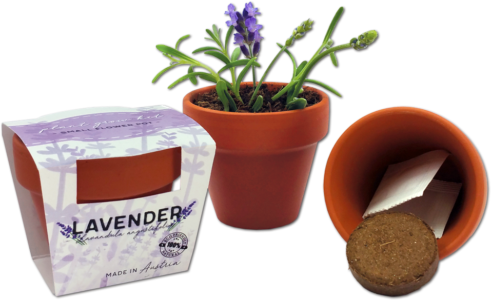 Customized Tiny Flower Pot - Flowerpot (1000x600), Png Download
