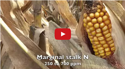 Corn Kernels (400x514), Png Download