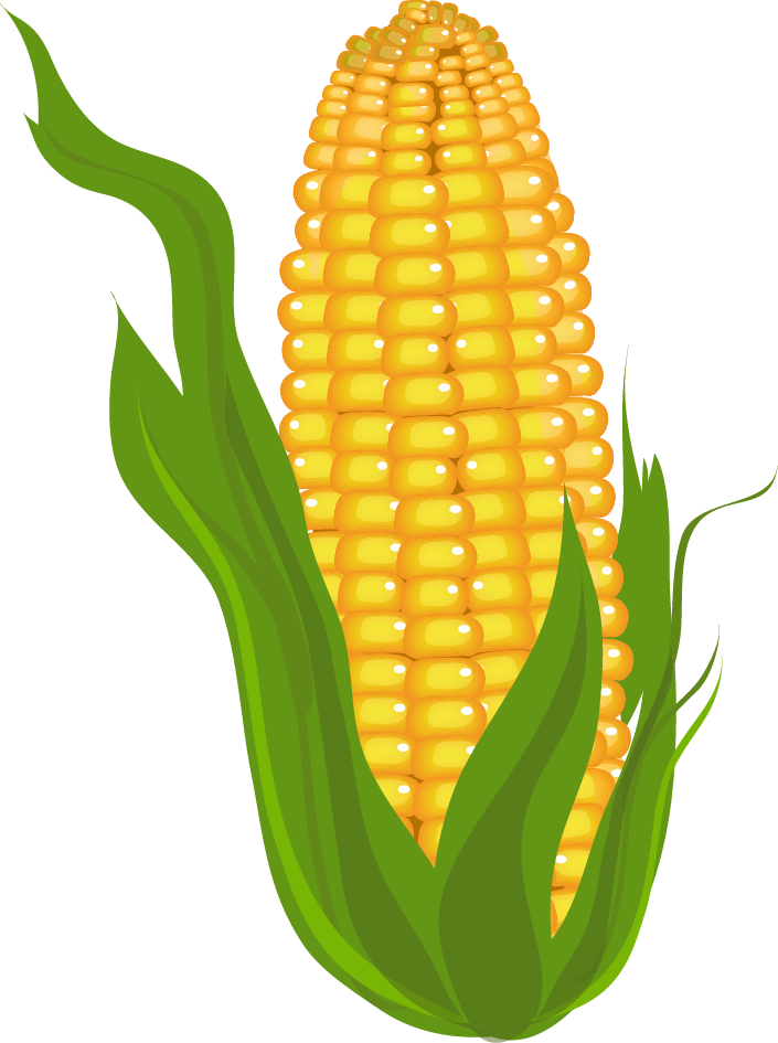 Corn Clip Art Free - Clip Art Of Corn (705x945), Png Download