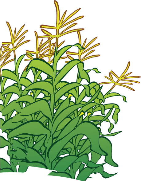 Jpg Royalty Free Cartoon Corn Free Download Best On - Corn Stalks Cartoon (459x589), Png Download