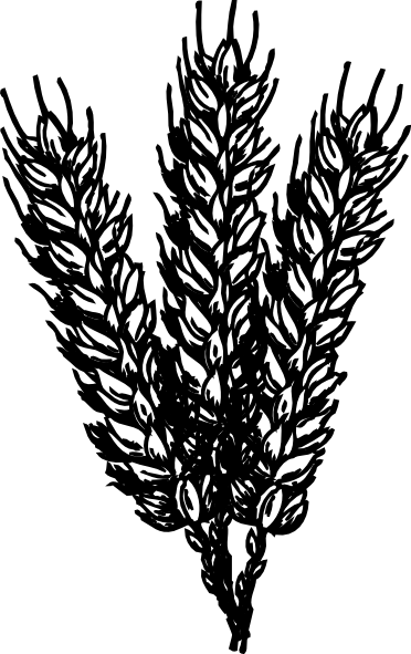 Wheat Clip Art - Padi Clipart Black And White (372x591), Png Download