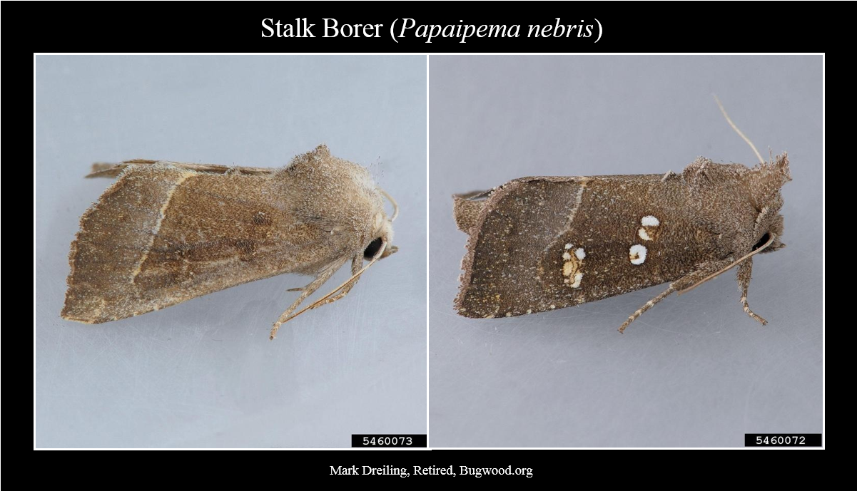 Southern Cornstalk - Stalk Borer (1450x1031), Png Download