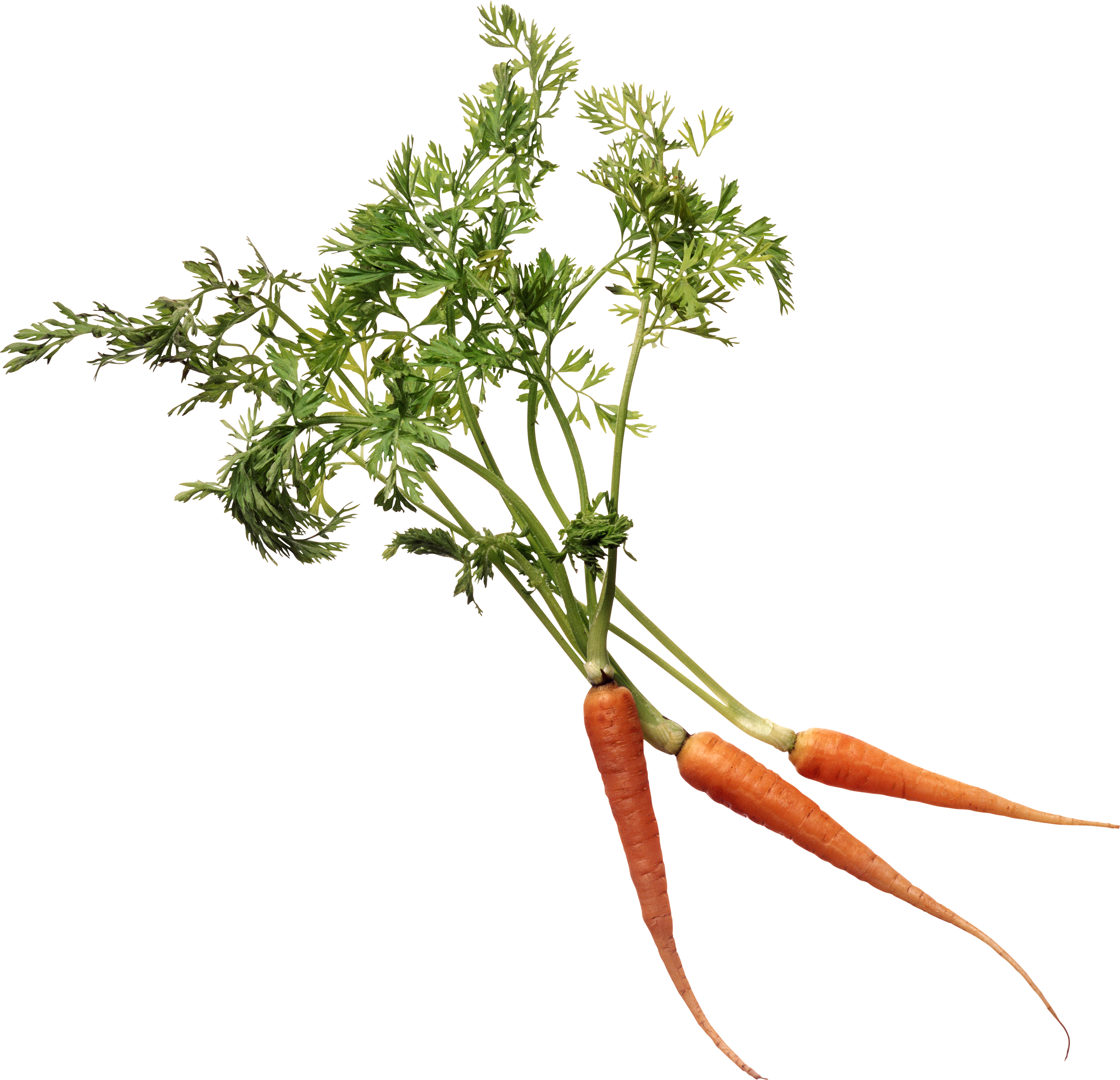 Carrots Png Stem - Carrot Plant Png (2858x2755), Png Download