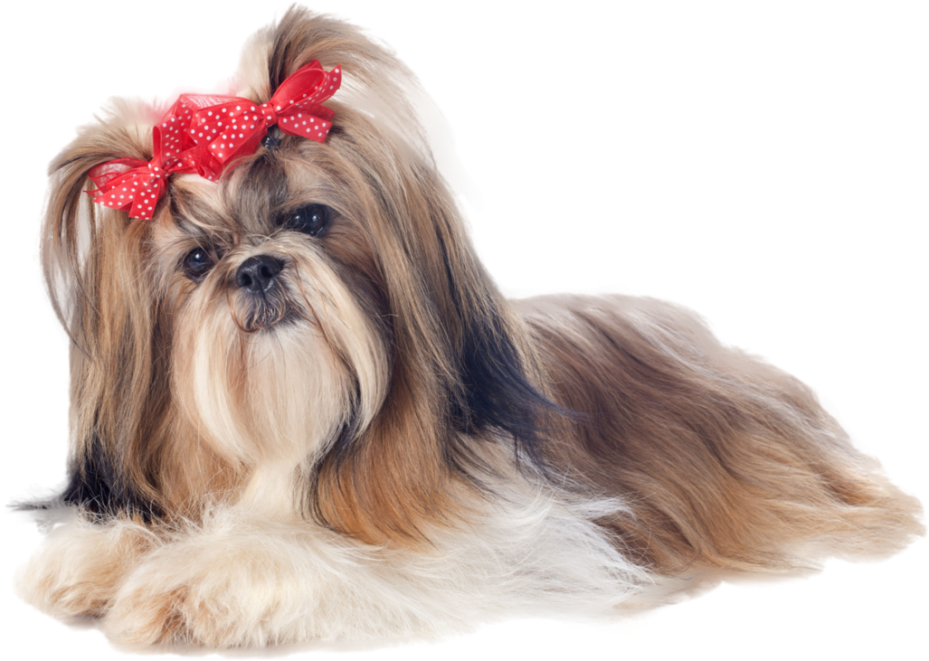 Shih Tzu With Bows (1200x857), Png Download