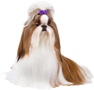 Shih Tzu Bows - Shih Tzus Png (488x325), Png Download