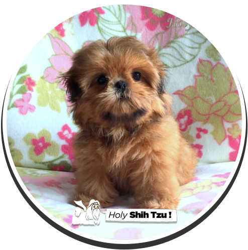 Lil' Blair - Shih Tzu Puppies (500x500), Png Download