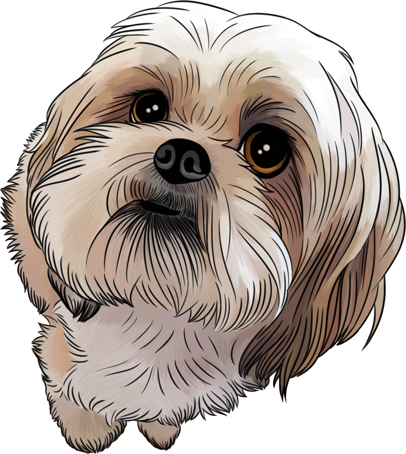 Puppy Drawing Shih Tzu - Shih Tzu Cartoon (800x895), Png Download