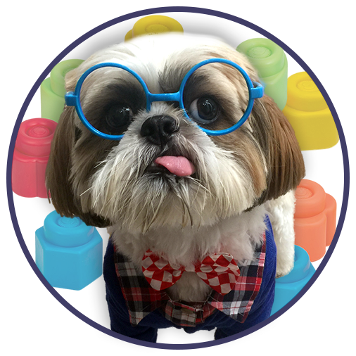 Cooper The Shih Tzu - Dog (506x506), Png Download