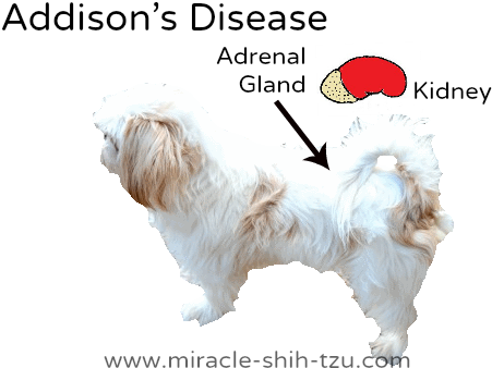 Addison's Disease In Dogs - Disease (500x356), Png Download