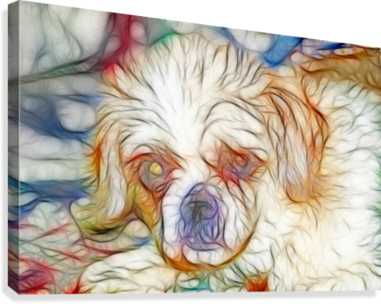 Shih Tzu (429x342), Png Download